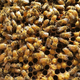 Illustration for article titled The Magicians The Wrath of the Time Bees Reaction Thread